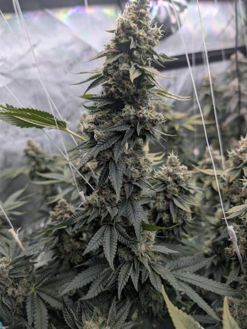 New Girls!. Week 9