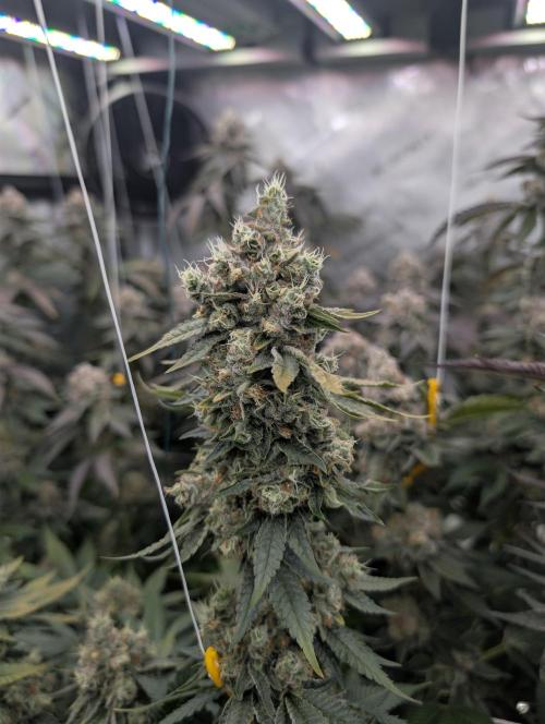 New Girls!. Week 9