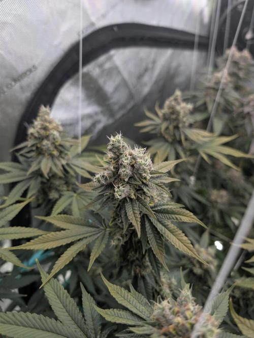New Girls!. Week 9