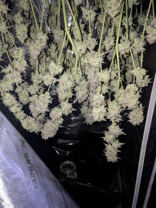 New Girls!. Week 9