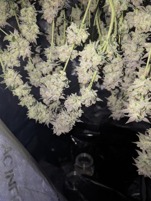 New Girls!. Week 9