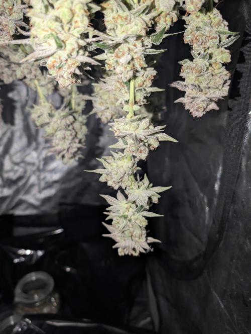 New Girls!. Week 9