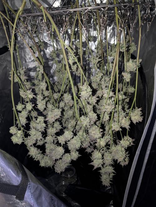 New Girls!. Week 9