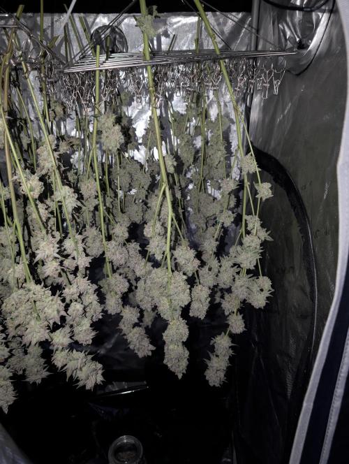 New Girls!. Week 10