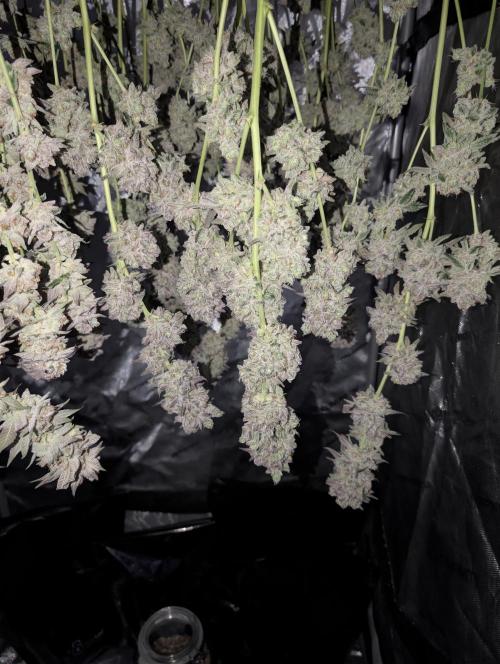 New Girls!. Week 10