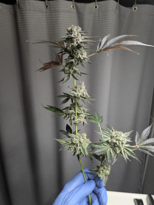 New Girls!. Week 10