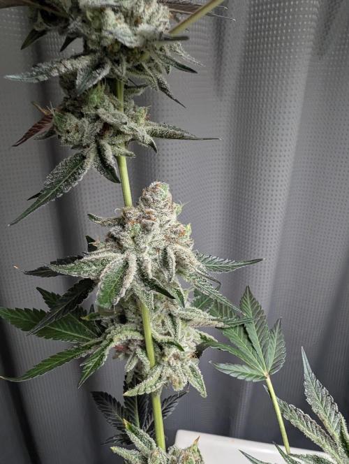 New Girls!. Week 10