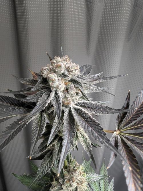 New Girls!. Week 10