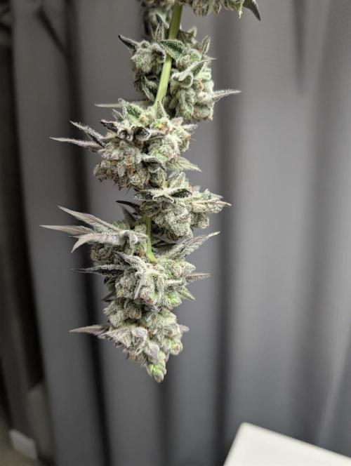 New Girls!. Week 10