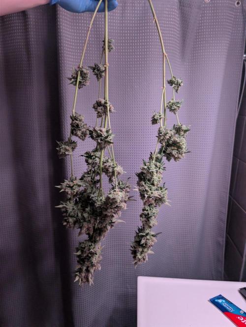 New Girls!. Week 10