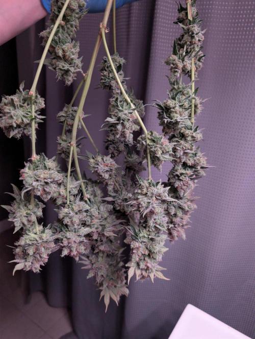 New Girls!. Week 10