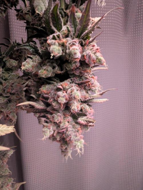 New Girls!. Week 10