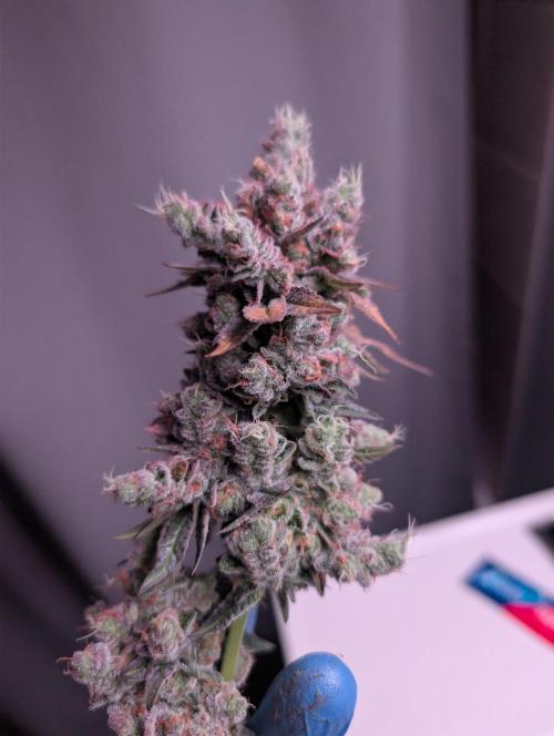 New Girls!. Week 10