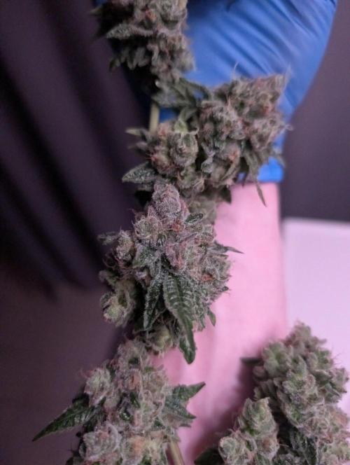 New Girls!. Week 10