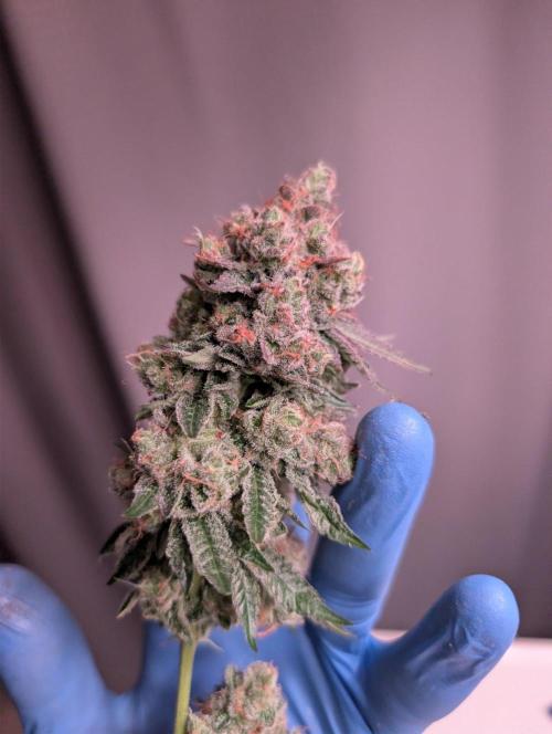 New Girls!. Week 10