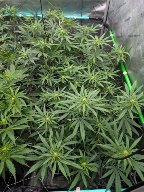 More.... Week 2 - D14