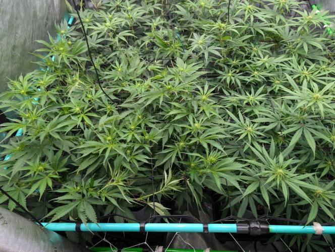 More.... Week 2 - D14