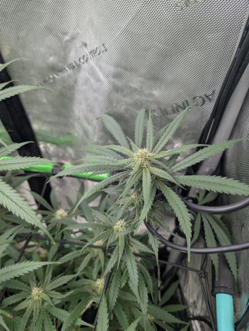 More.... Week 3 - C D21