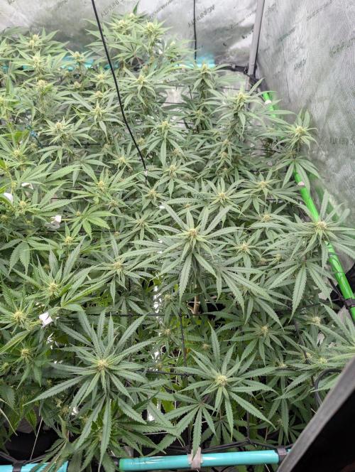 More.... Week 3 - C D21