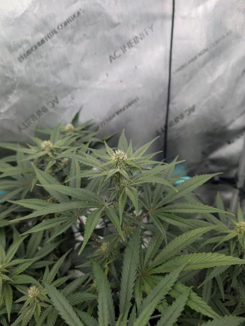 More.... Week 3 - CP D21