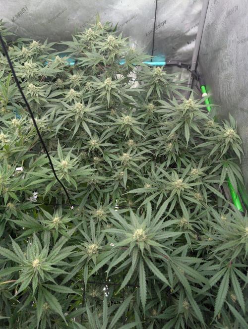 More.... Week 4 - D28