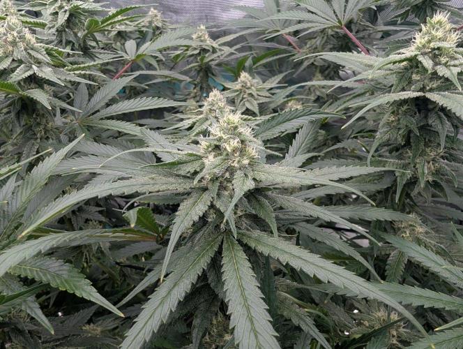More.... Week 4 - D28