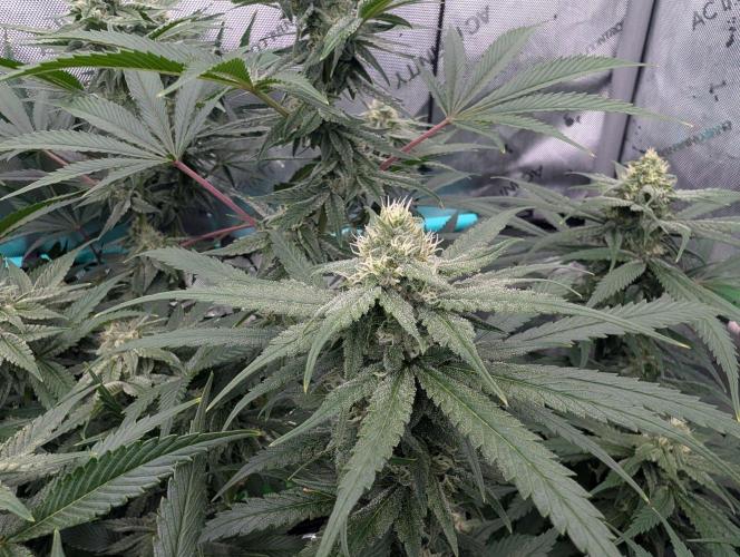More.... Week 4 - D28