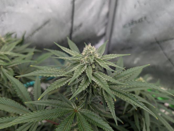 More.... Week 4 - D28
