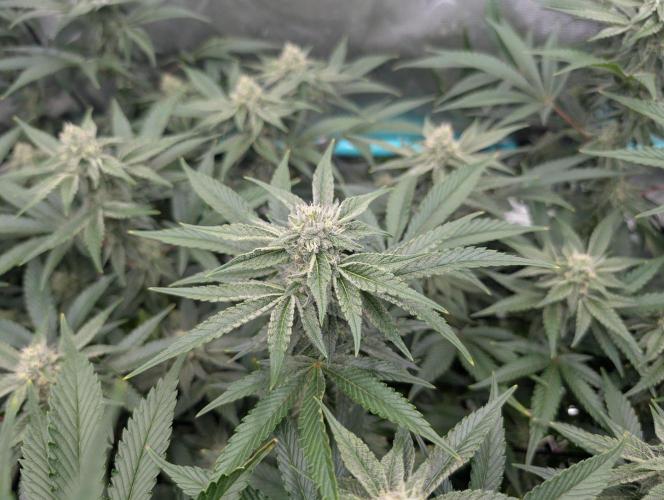 More.... Week 4 - D28