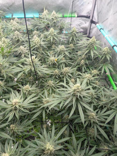 More.... Week 5 - D35