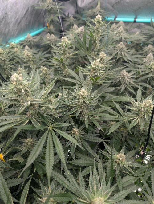More.... Week 5 - D35
