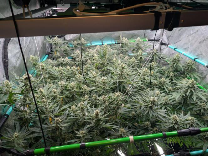 More.... Week 5 - D35