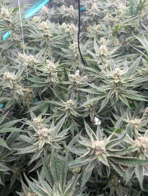 More.... Week 5 - D35