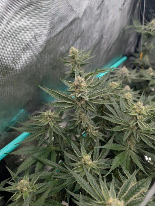 More.... Week 5 - D35