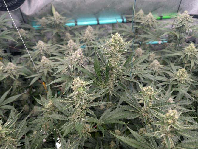 More.... Week 5 - D35