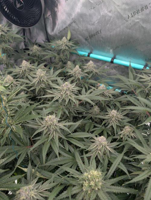 More.... Week 5 - D35