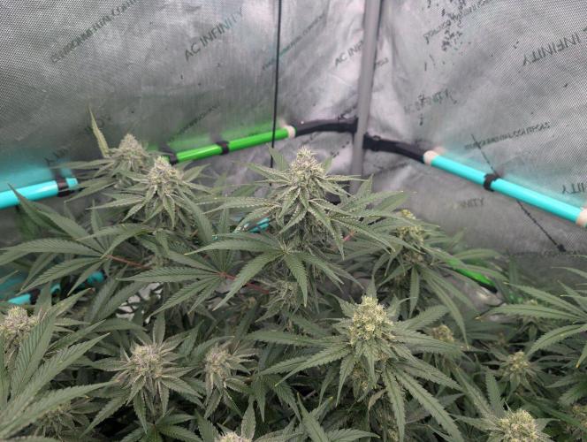 More.... Week 5 - D35