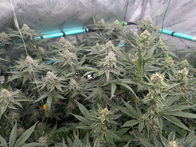 More.... Week 5 - D35