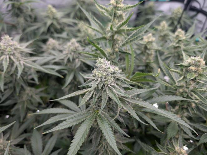 More.... Week 5 - D35