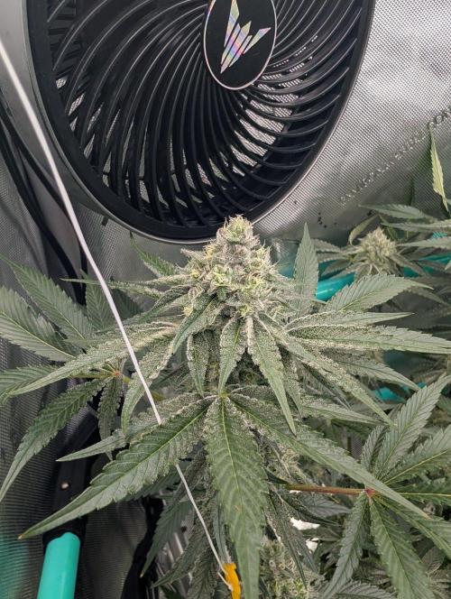 More.... Week 5 - D35
