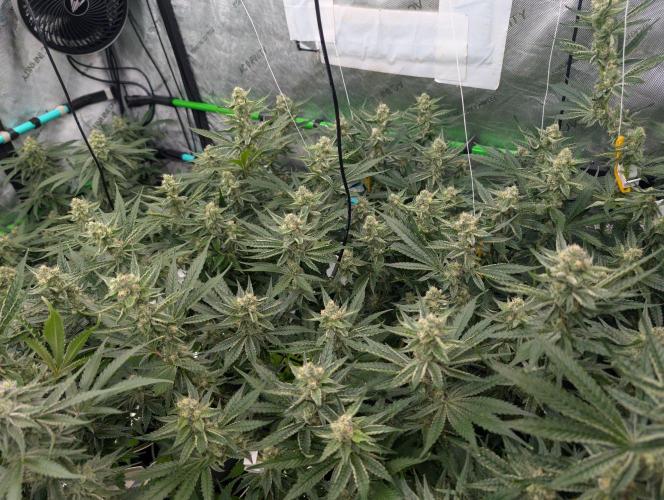 More.... Week 5 - D35
