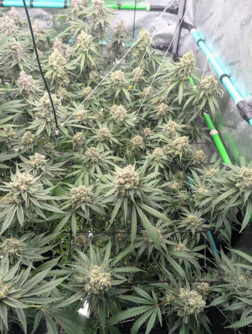 More.... Week 7 - D49