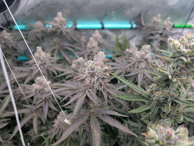 More.... Week 8 - D59