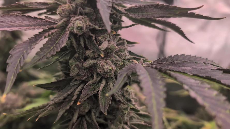 Apple Fritter - Lumpys