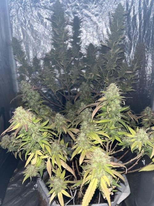 laughing buddha & Bruce Lemon Diesel. Week 1