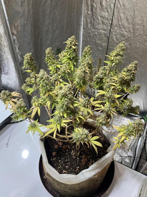 laughing buddha & Bruce Lemon Diesel. Week 1