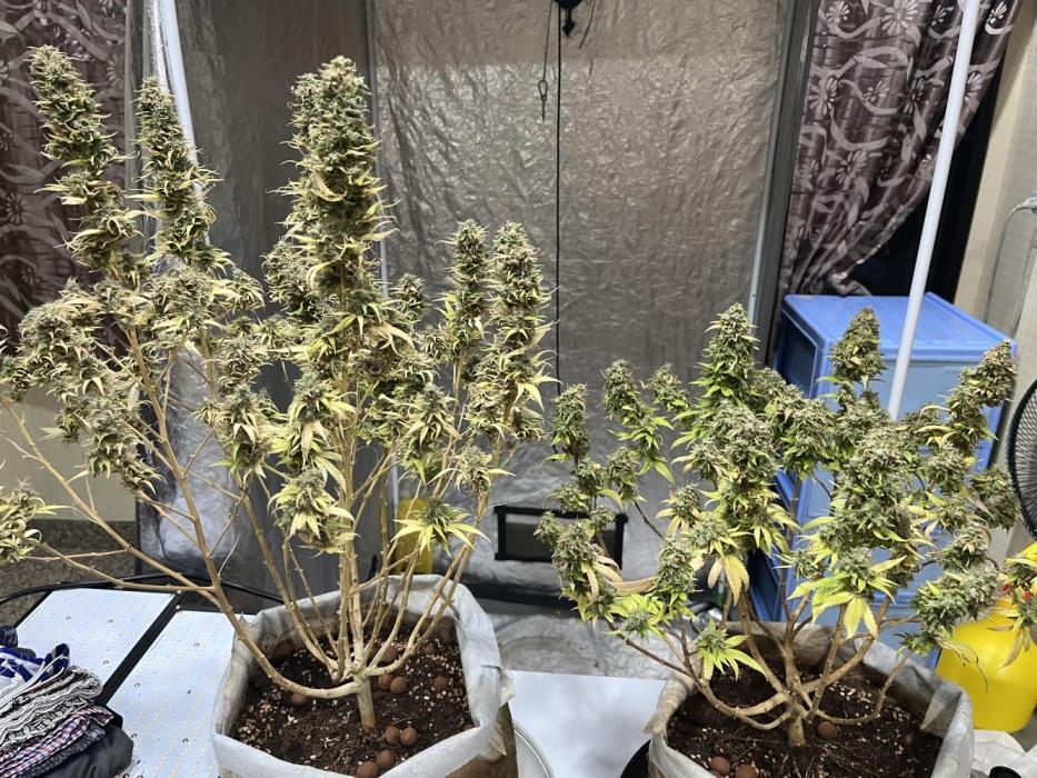laughing buddha & Bruce Lemon Diesel. Week 16