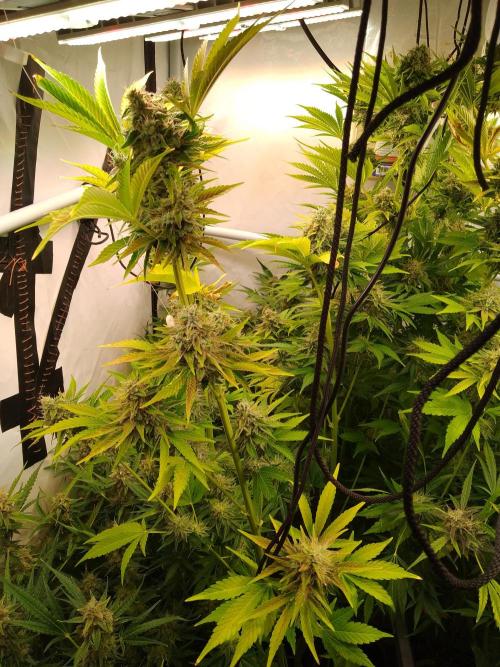 Tropicana Cookies Fresh Run. Week 6