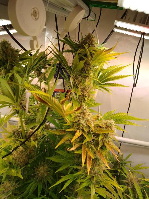 Tropicana Cookies Fresh Run. Week 6