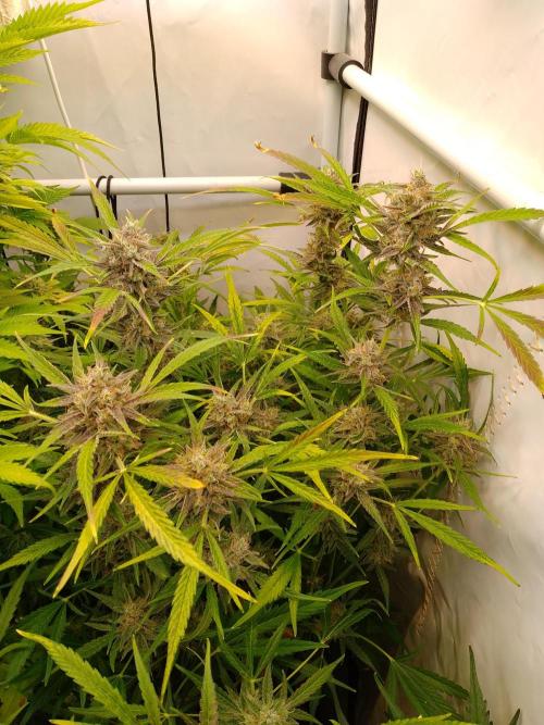 Tropicana Cookies Fresh Run. Week 6